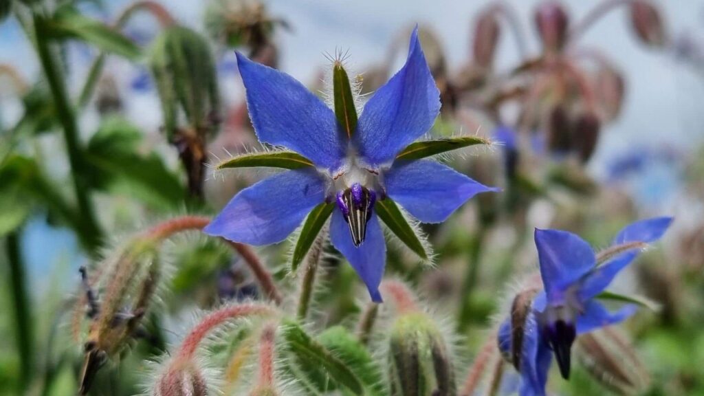 Flor de borraja para extraer aceite