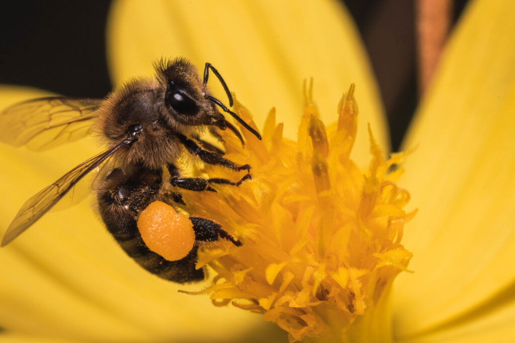 Cera de abeja